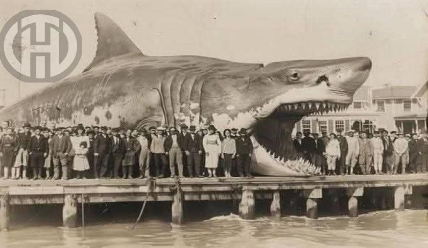 Cette photo du requin géant est générée par intelligence artificielle