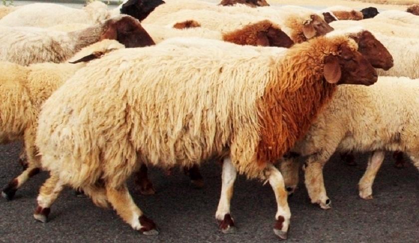 Le ministère de l'Agriculture annonce le prix de référence des moutons de l'Aïd el Kebir 2025