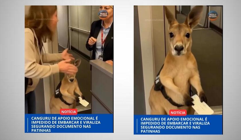 Non, on ne peut pas embarquer son kangourou dans un avion : la vidéo virale était une illusion générée par IA