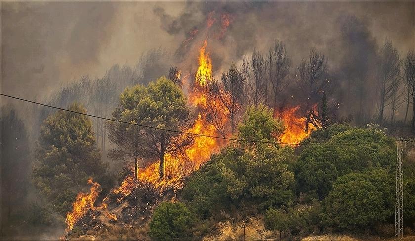 Incendies de forêt : la Tunisie en alerte maximale à l'approche de l'été