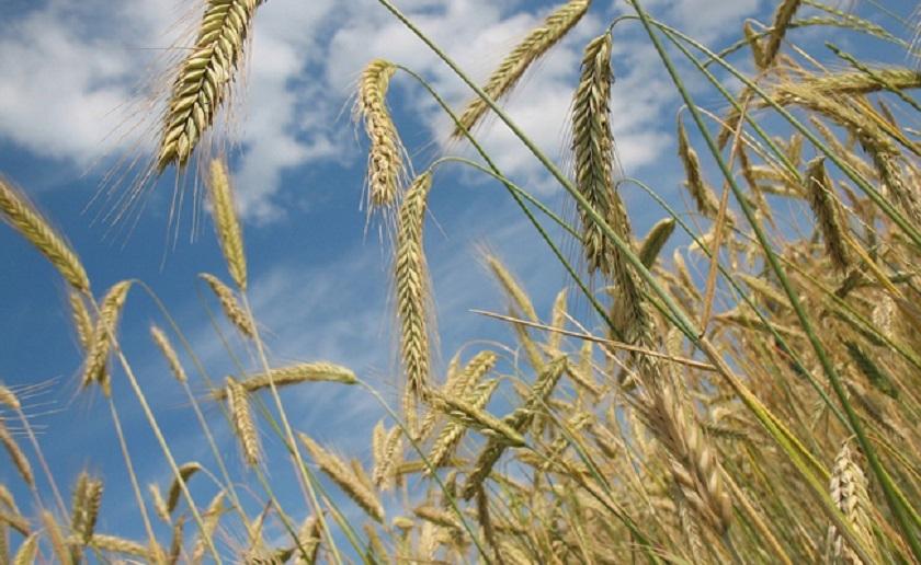 Céréales : une campagne prometteuse malgré les aléas climatiques