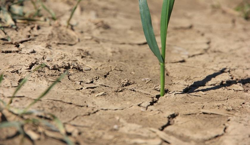 Le ministère de l'Agriculture appelle à réduire les superficies irriguées