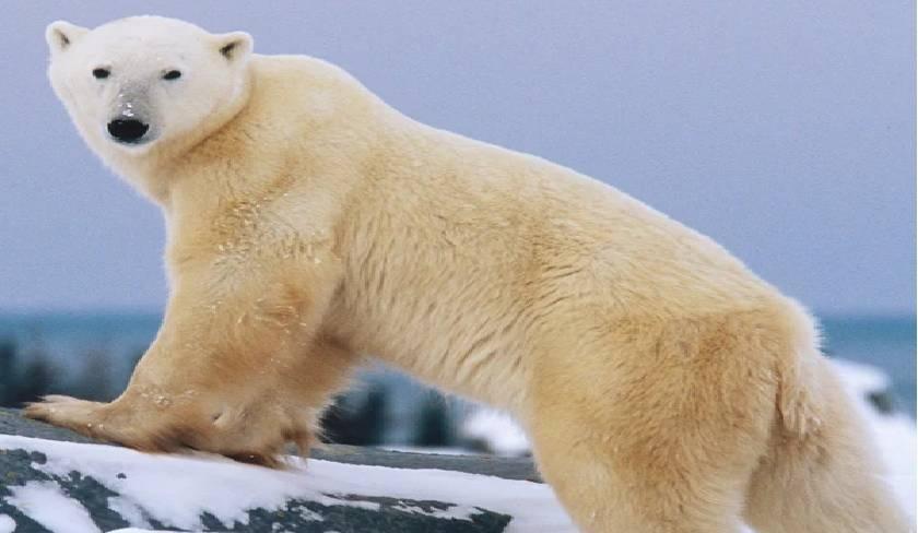 Un ours polaire à Béja : Qu'en est-il '