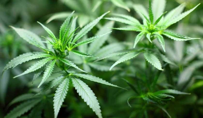 Maroc : début de la distribution des semences de cannabis