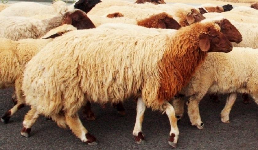 Prochaine injection de viandes rouges surgelées sur le marché pour baisser les prix du mouton