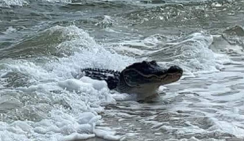 Un crocodile se balade à Gammarth ' Le vrai du faux