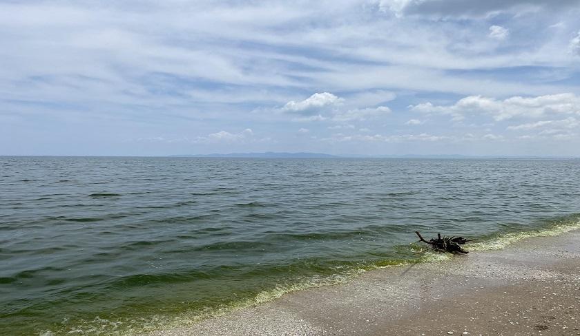 Pourquoi la couleur de la mer à Hammam-Lif et Ezzahra a viré au vert '