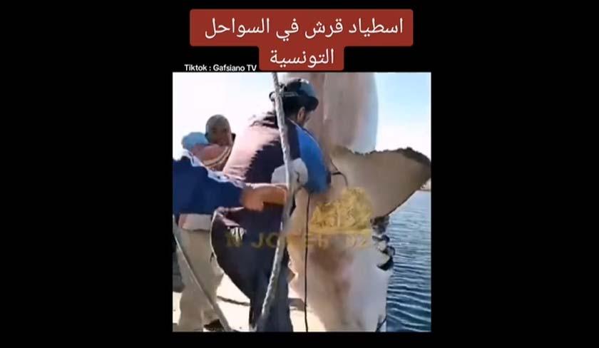 La réalité de la capture d'un requin sur les côtes tunisiennes