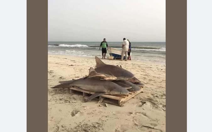 Six requins capturés à Gabès : qu'en est-il '