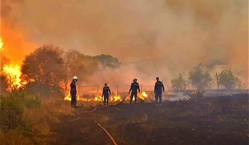 Deux incendies se déclarent dans la forêt de Melloula à Tabarka