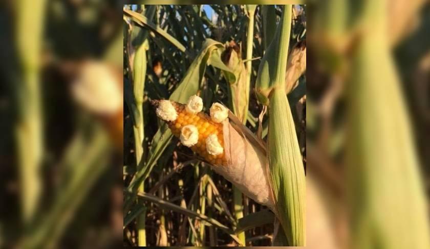 Du maïs qui éclate sous l'effet de la chaleur à Jendouba '