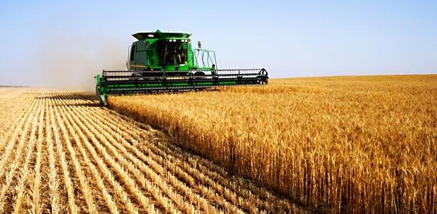 Céréales : vers une récolte record et des solutions de stockage en plein air