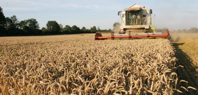 160 mille quintaux de céréales collectés dans le gouvernorat du Kef