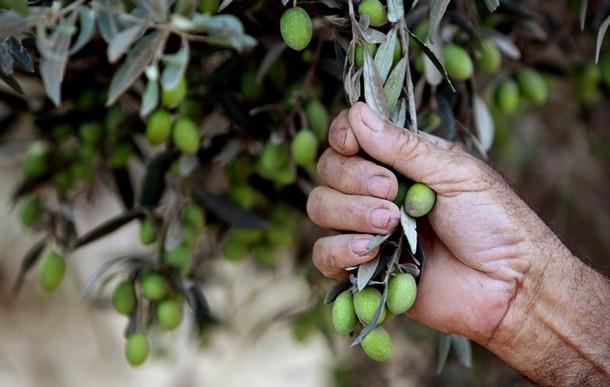 Siliana-Olives: Le taux d’avancement de la cueillette est de 99%