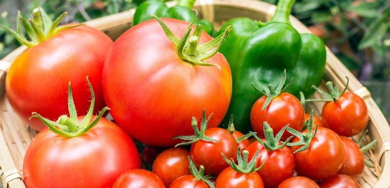 Bonne nouvelle pour les Tunisiens : Baisse de 50% du prix des tomates