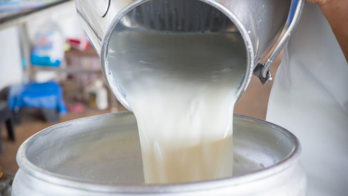 PLF 2024-Tunisie : Distribution de 1,2 million de litres de lait subventionné dans les différentes...