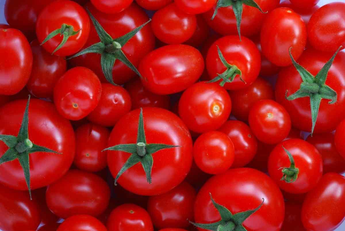 Nabeul: Baisse de la production des tomates ( Déclaration)