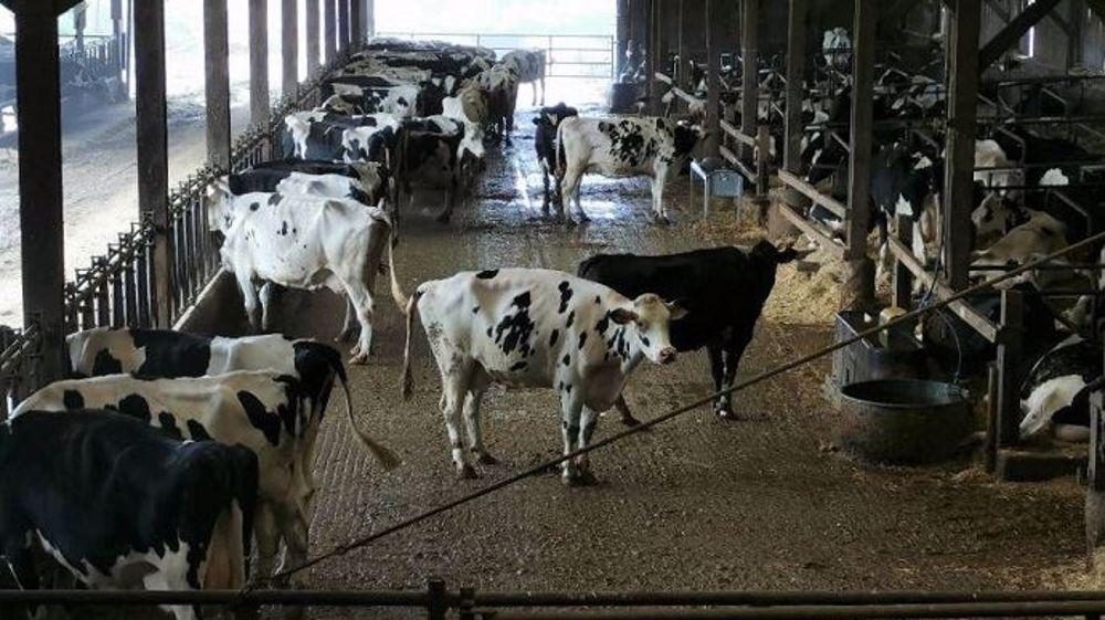 Sidi Bouzid-UTAP: Forte baisse de la production laitière et d’aviculture