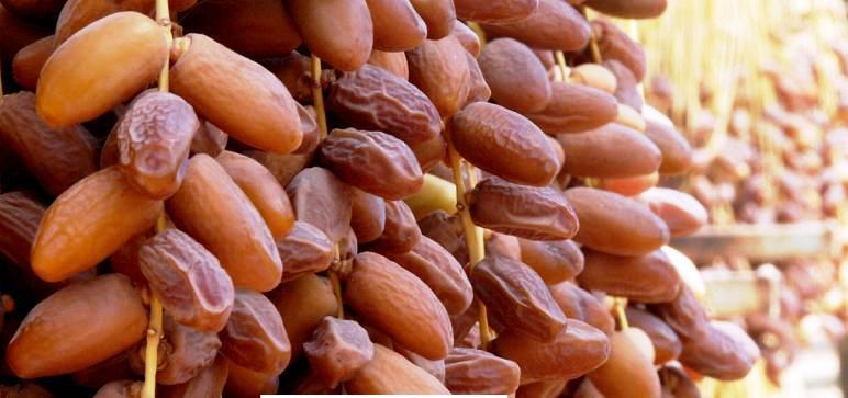 Exportations de dattes tunisiennes : Une croissance remarquable en 2023/2024