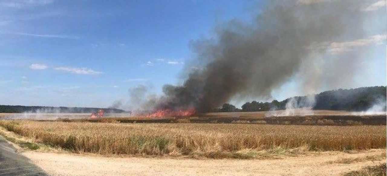 Nabeul : L’incendie déclaré dans la forêt de pins à Béni Khiar maîtrisé