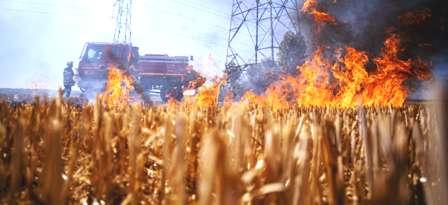 Tunisie – Bizerte : Un incendie ravage 6 hectares de blé