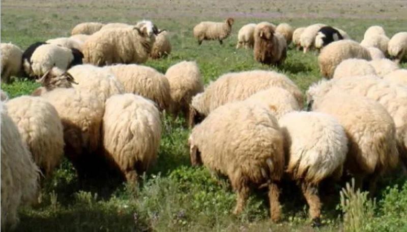 Kairouan: percutés par une voiture, 40 moutons périssent avant l’Aid