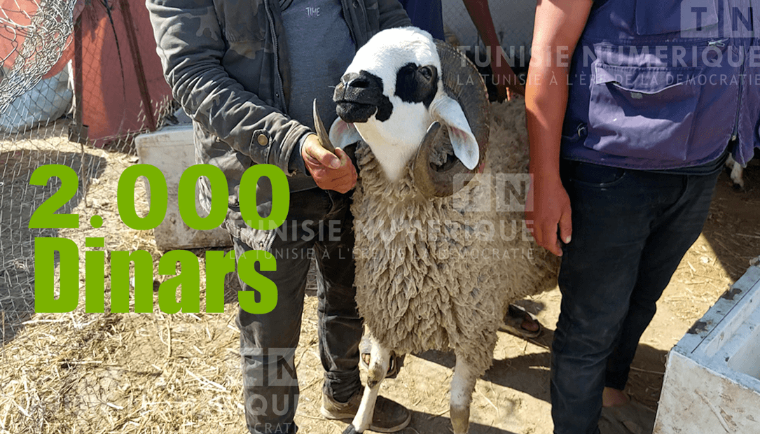 Photo du jour-Moutons de sacrifice : Quand le prix s’envole vers des hauteurs vertigineuses!