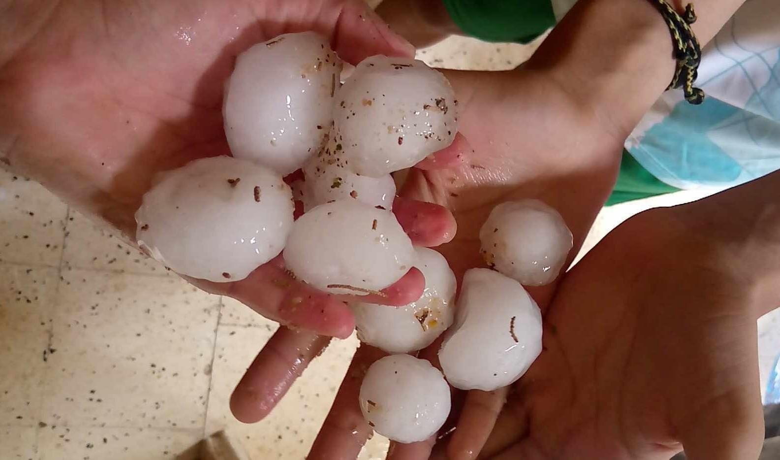 Kasserine: Des oliviers endommagés par les fortes pluies et les grêles (Déclaration)