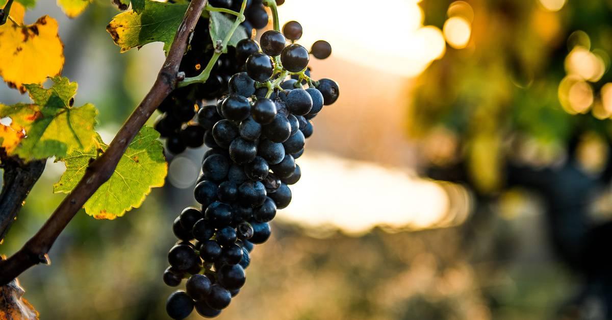 Vignobles: La production en baisse à cause de la hausse des températures [Déclaration]