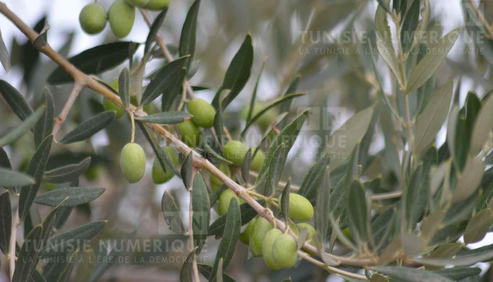 URAP Béja: L’huile d’olive sera vendue à 25 DT [Vidéo]