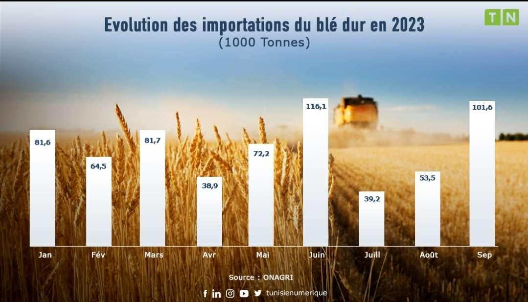 Les importations du blé dur évoluent à 649,3 mille tonnes à fin septembre