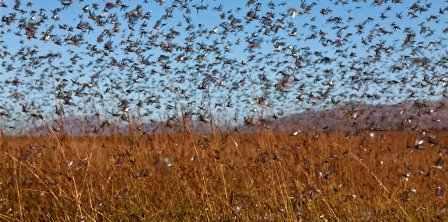 Tunisie – Péril en la demeure à Sidi Bouzid : Un énorme essaim de crickets détecté...