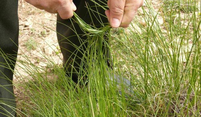 Kasserine: Exportation des produits de l’alfa pour la première fois [Déclaration]