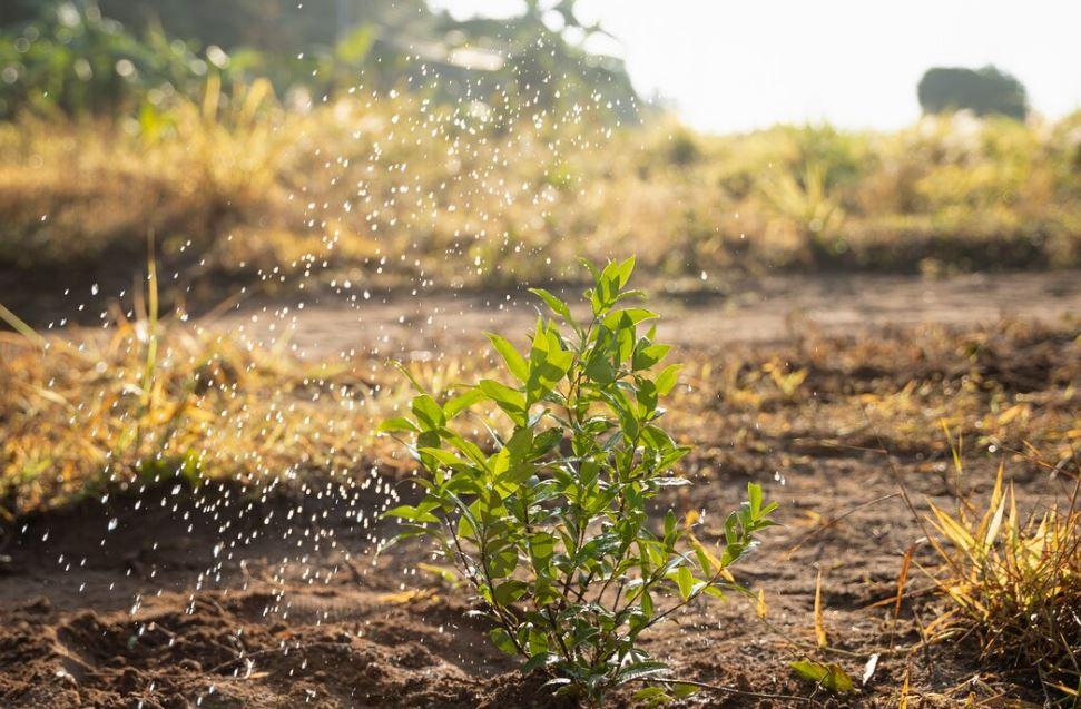 La pluie arrose enfin le gouvernorat de Kasserine et redonne espoir aux agriculteurs [Déclaration]