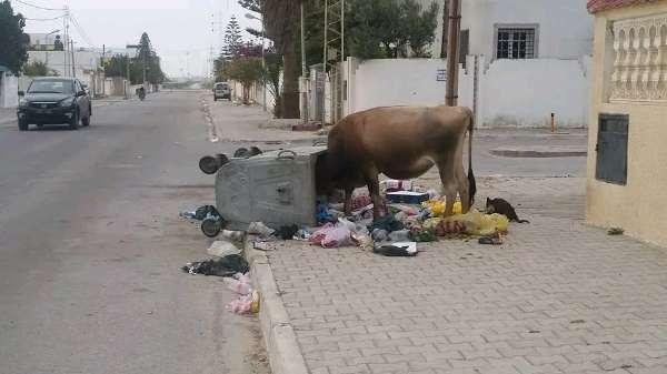 Nabeul: 400 vaches se baladaient dans les espaces publics…Le S.O.S des habitants (Photos)