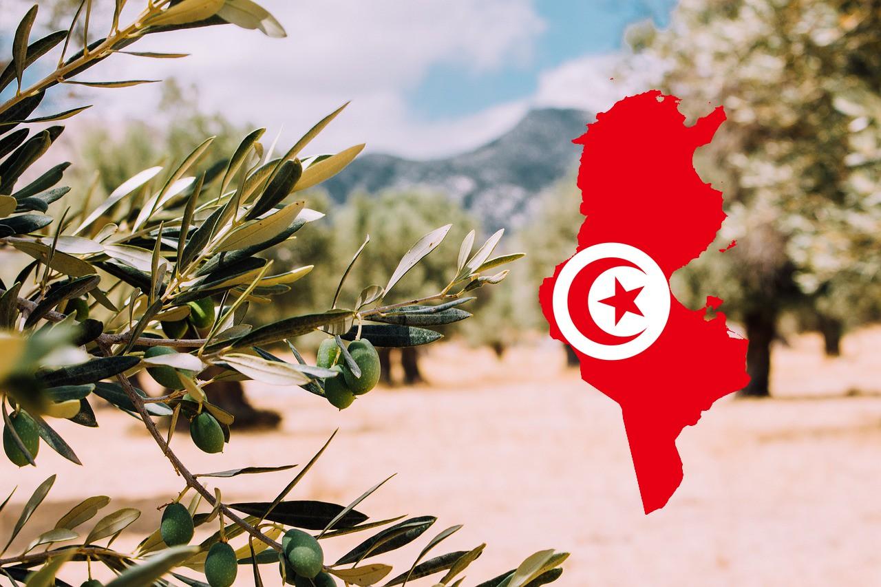 L’or liquide de la Tunisie : le parcours de l’huile d’olive tunisienne entre succès et...