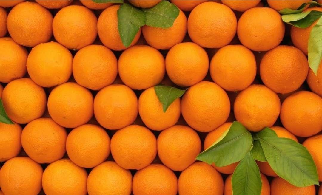 Récolte record d’oranges maltaises avec des perspectives d’exportation optimistes