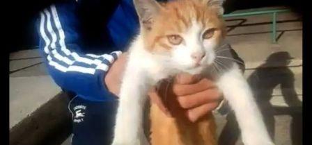 Tunisie – Kasserine : L’individu ayant torturé à mort un chat, sous le coup d’un mandat...