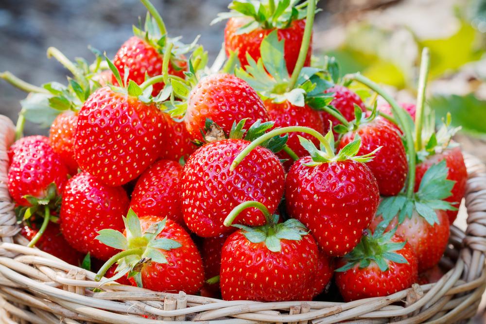 Nabeul: La récolte de fraises s’envole de 20 mille tonnes