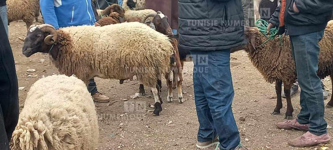 Les prix des moutons de sacrifice atteignent les 1700 DT à Béja! [Photos]