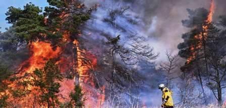 Tunisie – Siliana : Un feu de forêt détruit 1.5 hectares de pinède