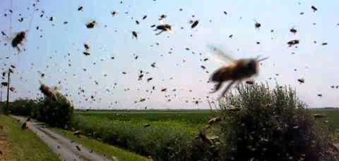 Les abeilles de G-a-z-a s’inscrivent dans la résistance et mettent à mal les soldats de...