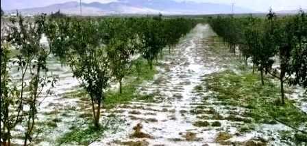 Tunisie – Kasserine : La grêle occasionne de grands dégâts dans les champs de Foussana