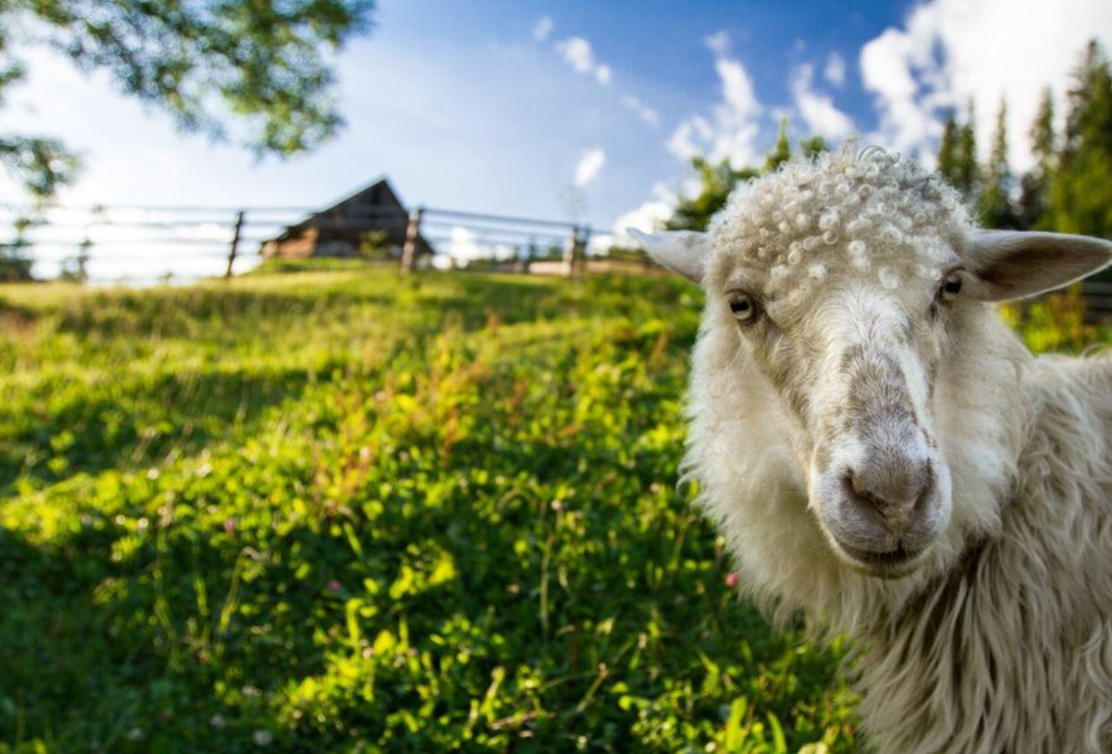 Kasserine: Démarrage de la récolte et de la collecte des céréales [Vidéo]