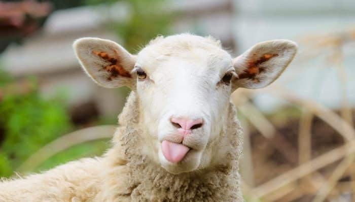 Moutons de sacrifice: Ce qui est permis, ce qui ne l’est pas pendant l’Aïd