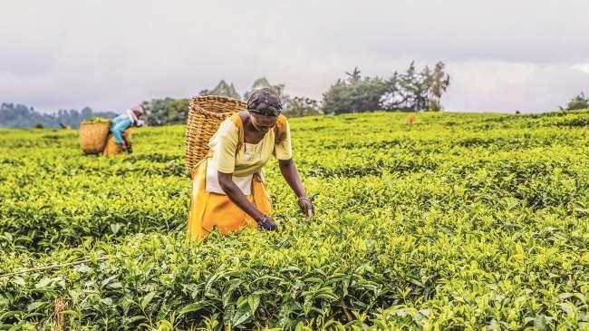 Rapport : 10 pays profitent de 50% de l’aide publique au développement en Afrique