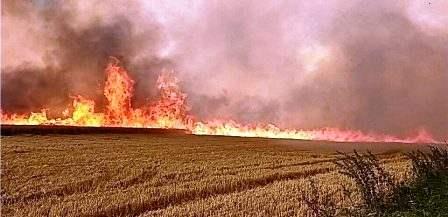 Tunisie – Bizerte : 20 hectares de céréales partent en fumée