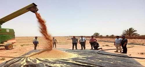 Tunisie – Des résultats encourageant de la céréaliculture dans les zones désertiques du sud