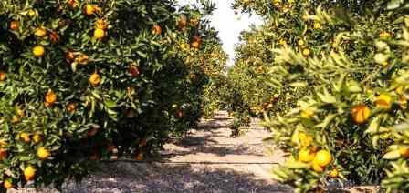 Tunisie – Cap Bon : Les agriculteurs d’agrumes poussent un cri d’alarme