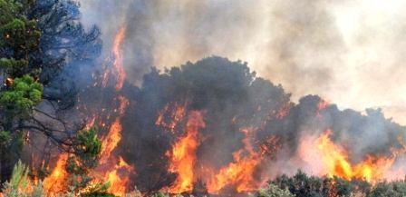 Tunisie – Un incendie détruit deux hectares de forêt à Aïn Draham